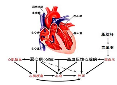 貴陽強(qiáng)直醫(yī)院高尿酸血癥會引發(fā)的疾病.jpg