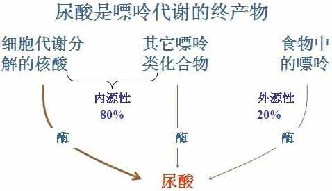 貴陽強直醫(yī)院尿酸形成.jpg